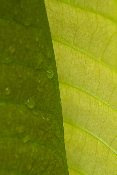 Close-up detail of a rainforest plant leaf at Punta Caletas Reserve in Costa Rica; Punta Caletas Reserve, Osa Peninsula, Costa Rica, by Michael Melford / Design Pics