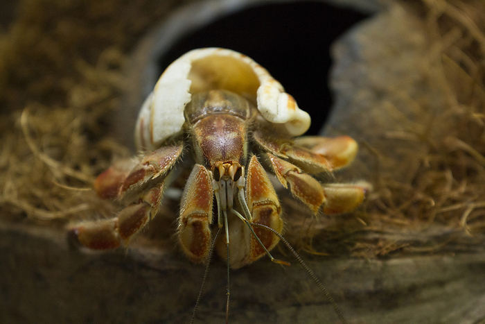 Close-up of a hermit crab inside a coconut shell at Isla Iguana Wildlife Refuge, Panama; Panama, by Michael Melford / Design Pics