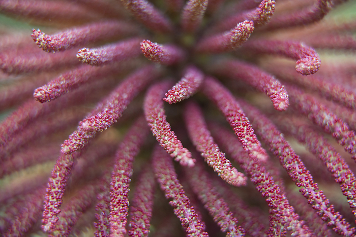 Close-up of the flower 'Poor man's umbrella' plant (Gunnera insignis); Costa Rica, by Michael Melford / Design Pics