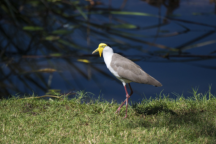 Australia Portrait of the Masked lapwing  Vanellus miles  standing on grass in sunlight, previously known as the Masked plover and often called the Spur winged plover  Kimberley, Western Australia, Australia, by Michael Melford   Design Pics