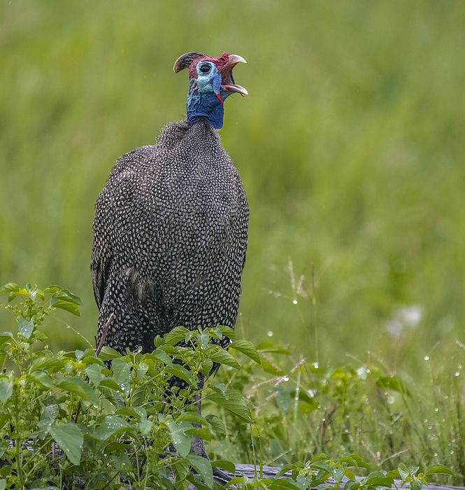 helmeted guinea fowl  Numida meleagris  Male Helmeted guineafowl  Numida meleagris  gives a warning call to the rest of the flock  Okavango Delta, Botswana, by Michael Melford   Design Pics