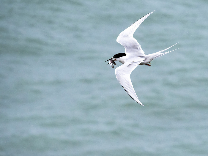 White-fronted tern (Sterna striata) with a fresh catch; Greymouth, Punakaiki, South Island, New Zealand, by Michael Melford / Design Pics