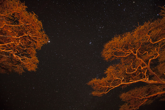 Tanzania Serengeti Campfire lit Acacia trees against a star studded sky in Serengeti National Park  Tanzania, by Michael Melford   Design Pics