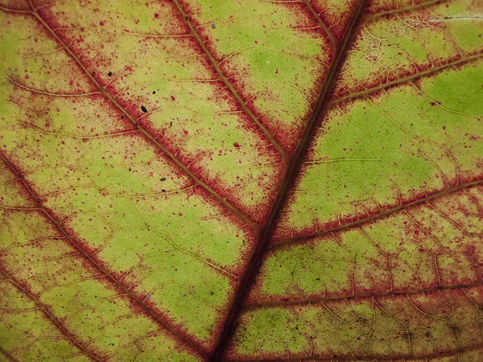 Close-up of a leaf in red and green from a rainforest; Barro Colorado Island, Panama, by Michael Melford / Design Pics