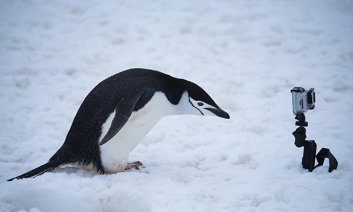 chinstrap penguin  Pygoscelis antarctica  Chinstrap penguin  Pygoscelis antarcticus  investigates a camera  Half Moon Island, Antarctica, by Michael Melford   Design Pics