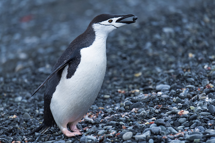 chinstrap penguin  Pygoscelis antarctica  Chinstrap penguin  Pygoscelis antarcticus  tossing a pebble from its mouth  Half Moon Island, Antarctica, by Michael Melford   Design Pics