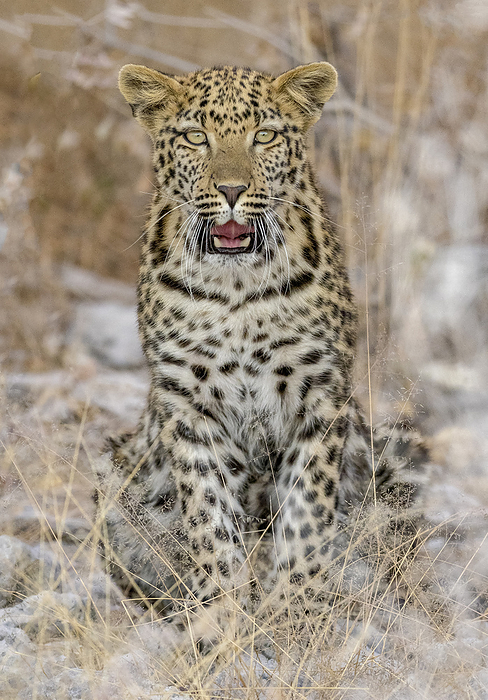 panther Portrait of a young male Leopard  Panthera pardus , sitting with its mouth open  Okaukuejo, Etosha National Park, Kunene, Namibia, by Michael Melford   Design Pics