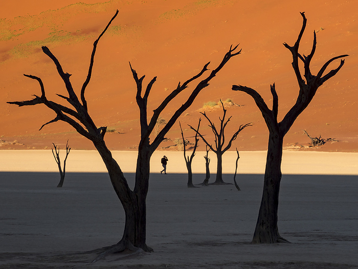 Namibia Sousas Fry Human figure silhouetted among thorn trees at Deadvlei  Deadvlei, Sossusvlei, Namib Naukluft Park, Namibia, by Michael Melford   Design Pics