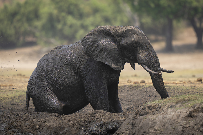 African bush elephant African bush elephant  Loxodonta africana  sits in muddy wallow in Chobe National Park  Chobe, Botswana, by Nick Dale   Design Pics