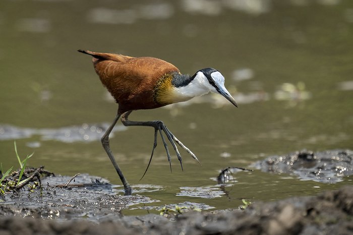 African lily  Agapanthus africanus  African jacana  Actophilornis africanus  crosses muddy shallows raising foot in Chobe National Park  Chobe, Botswana, by Nick Dale   Design Pics