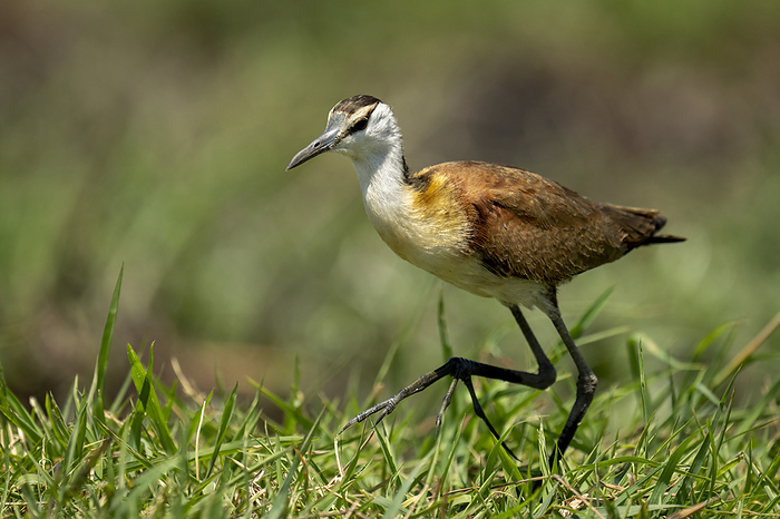 African lily  Agapanthus africanus  African jacana  Actophilornis africanus  walks on grass raising foot in Chobe National Park  Chobe, Botswana, by Nick Dale   Design Pics