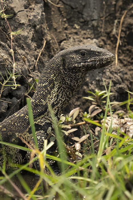 Close-up of Nile monitor (Varanus niloticus) in grassy ditch of Chobe National Park; Chobe, Botswana, by Nick Dale / Design Pics