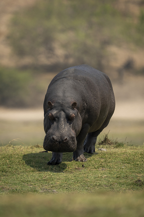 cover  e.g. book  Hippo  Hippopotamus amphibius  walks towards camera across grassy floodplain in Chobe National Park  Chobe, Botwana, by Nick Dale   Design Pics