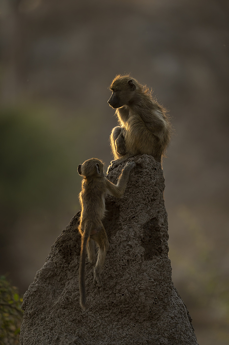 Chacma baboon  Papio ursinus  Young Chacma baboon  Papio ursinus  joining mother on termite mound in Chobe National Park  Botswana, by Nick Dale   Design Pics