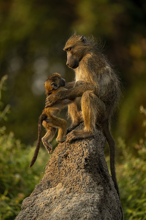 Chacma baboon  Papio ursinus  Young Chacma baboon  Papio ursinus  joins mother on termite mound in Chobe National Park  Botswana, by Nick Dale   Design Pics