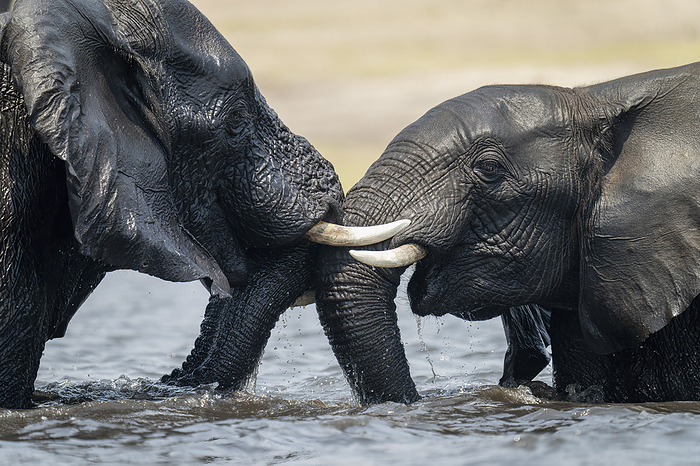 African bush elephant Close up of two African elephants  Loxodonta africana  wrestling in river in Chobe National Park  Chobe, Botswana, by Nick Dale   Design Pics