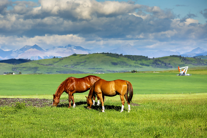 Two horses (Equus ferus caballus) grazing in a green field with a pumpjack, rolling hills and mountain range in the background, North of Longview, Alberta; Alberta, Canada, by Michael Interisano / Design Pics