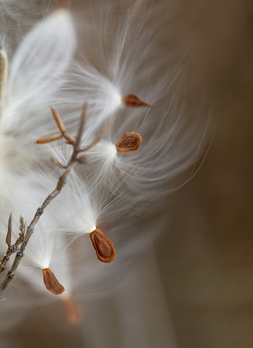 Plant seeds in orange and white dispersing in the air; Ottawa Valley, Ontario, Canada, by Lorna Rande / Design Pics
