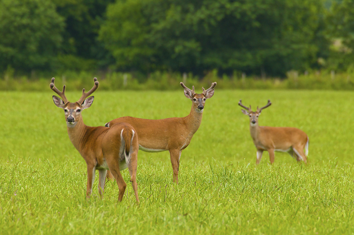 white tailed deer  Odocoileus virginianus  Three White tailed deer  Odocoileus virginianus  in Cades Cove, Great Smoky Mountains National Park, Tennessee, USA  Tennessee, United States of America, by Michael Melford   Design Pics