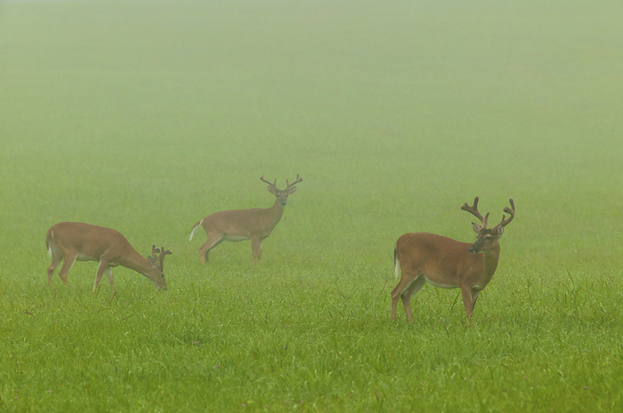 white tailed deer  Odocoileus virginianus  Three White tailed deer  Odocoileus virginianus  standing in fog in Cades Cove, Great Smoky Mountains National Park, Tennessee, USA  Tennessee, United States of America, by Michael Melford   Design Pics