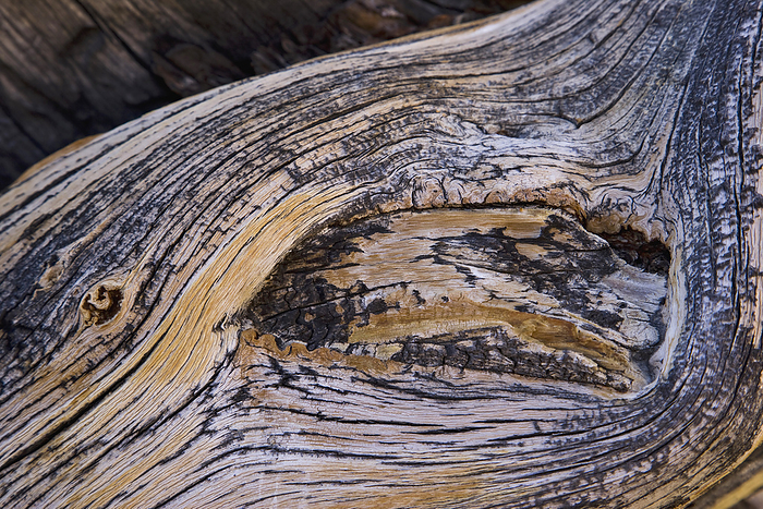 Death Valley National Park, U.S.A. Tree ring patterns in Death Valley National Park, California, USA  California, United States of America, by Michael Melford   Design Pics