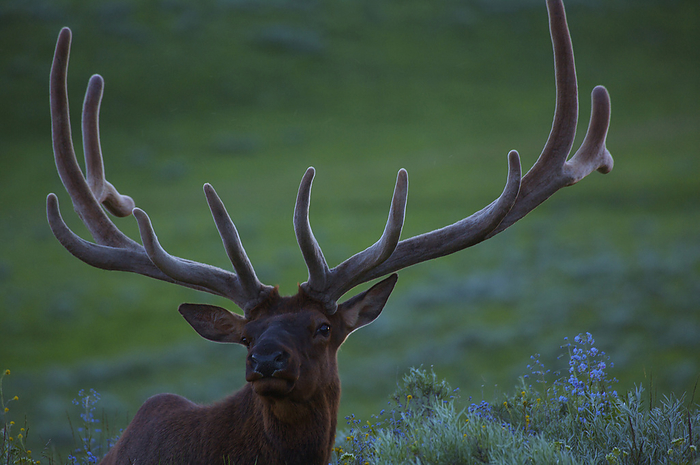 Portrait of a bull Elk (Cervus canadensis) with large antlers, Canyon Village, Yellowstone National Park, Wyoming, USA; Wyoming, United States of America, by Michael Melford / Design Pics