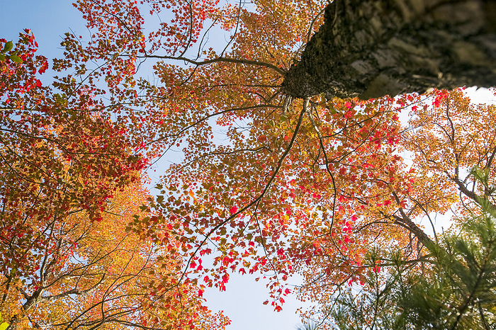 America Fiery orange leaves seen above from a low angle shot of a tree in Acadia National Park, Maine, in autumn  Maine, United States of America, by Michael Melford   Design Pics