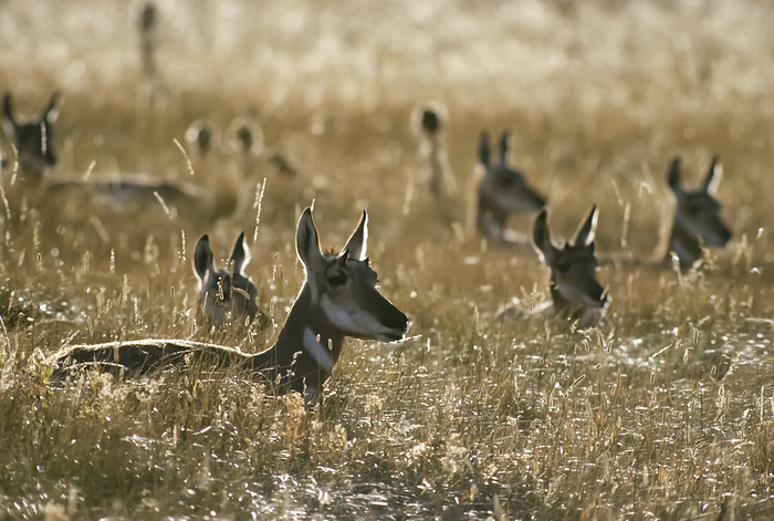 pronghorn  Antilocapra americana  Herd of Pronghorn antelope  Antilocapra americana  at rest in a grassy field, Lamar Valley, Yellowstone National Park, Wyoming, USA  Wyoming, United States of America, by Michael Melford   Design Pics
