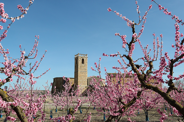 Tourism   Spain   The Pink Blossom Routes The Peach Pink Blossom Routes in Aitona are one of the hidden gems of Catalonia, Spain. Aitona is a town of 2,500 people located in Segri , Catalonia, just 190 km west of central Barcelona. With 8,500 hectares of fruit trees and an annual production of 150 million kilos of peaches, Aitona attracts nearly 20,000 visitors annually. During early spring, the fields burst into a stunning pink color as the peach trees begin to blossom, offering a unique rural tourism experience for flower and nature lovers.     Avinganya Monastery nearby Aitona.    Aitona, Catalonia, Spain on March 2023. Photo: Manuel Blondeau AOP.Press Aflo