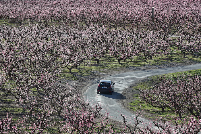 Tourism   Spain   The Pink Blossom Routes The Peach Pink Blossom Routes in Aitona are one of the hidden gems of Catalonia, Spain. Aitona is a town of 2,500 people located in Segri , Catalonia, just 190 km west of central Barcelona. With 8,500 hectares of fruit trees and an annual production of 150 million kilos of peaches, Aitona attracts nearly 20,000 visitors annually. During early spring, the fields burst into a stunning pink color as the peach trees begin to blossom, offering a unique rural tourism experience for flower and nature lovers.  Aitona, Catalonia, Spain on March 2023. Photo: Manuel Blondeau AOP.Press Aflo
