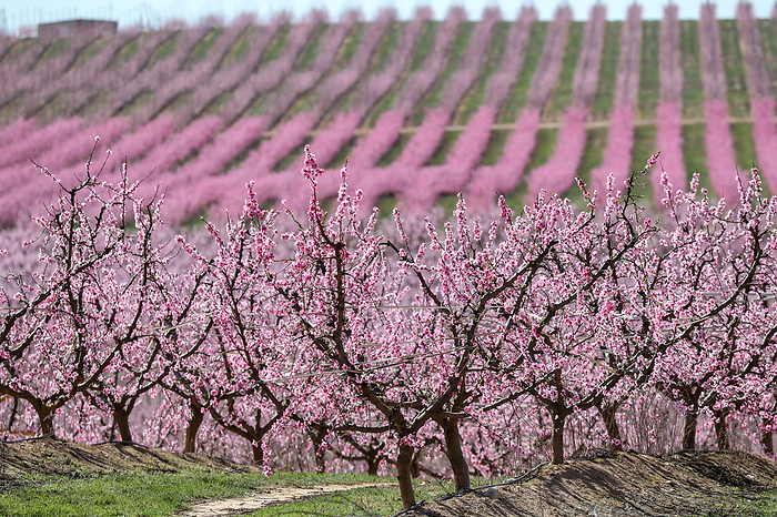 Tourism   Spain   The Pink Blossom Routes The Peach Pink Blossom Routes in Aitona are one of the hidden gems of Catalonia, Spain. Aitona is a town of 2,500 people located in Segri , Catalonia, just 190 km west of central Barcelona. With 8,500 hectares of fruit trees and an annual production of 150 million kilos of peaches, Aitona attracts nearly 20,000 visitors annually. During early spring, the fields burst into a stunning pink color as the peach trees begin to blossom, offering a unique rural tourism experience for flower and nature lovers.  Aitona, Catalonia, Spain on March 2023. Photo: Manuel Blondeau AOP.Press Aflo