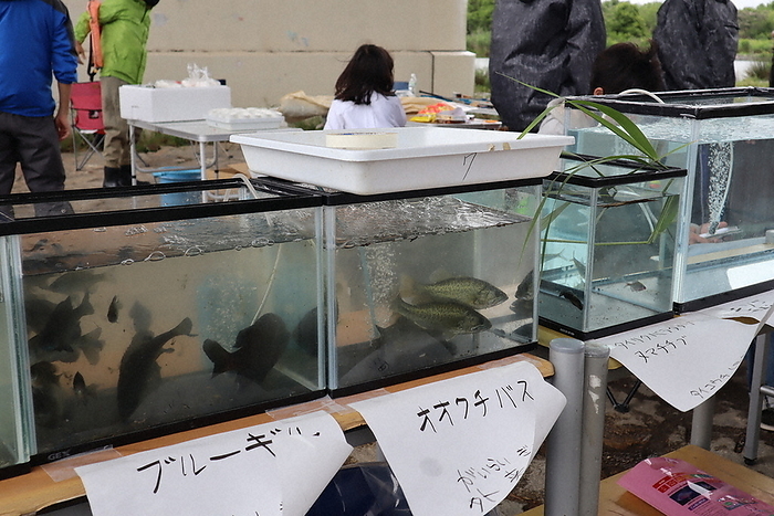 A largemouth bass  center  and bluegill  left  caught A largemouth bass  center  and bluegill  left  caught in Asahi ku, Osaka, May 14, 2023 at 0:48 p.m. Photo by Kenichi Koizumi