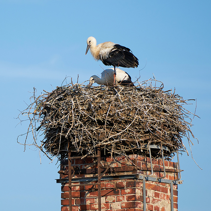 Storks in a nest in the village Biederitz near Magdeburg Storks in a nest in the village Biederitz near Magdeburg, by Zoonar Heiko Kueverl