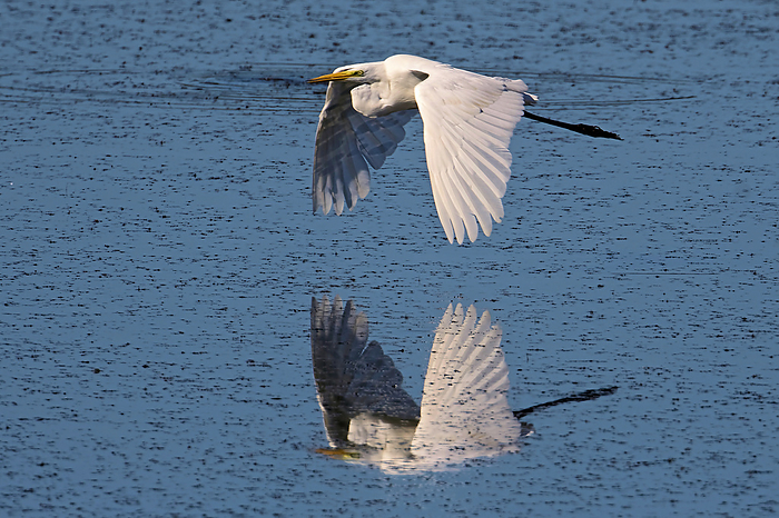 Great egret flying over a pond with reflection Great egret flying over a pond with reflection, by Zoonar JUERGENLANDSH