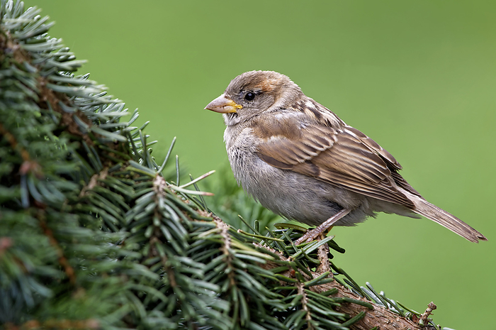 young house sparrow young house sparrow, by Zoonar JUERGENLANDSH