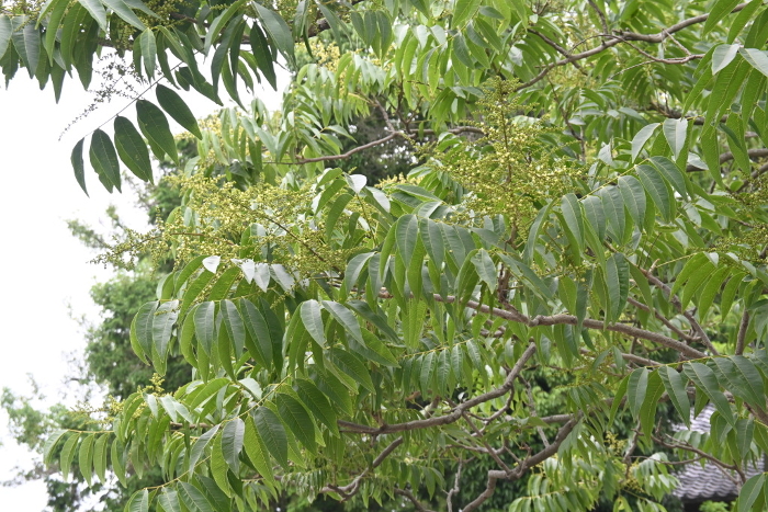 The bark of the mulberry tree and flowers and saponin-containing fruit is used as a substitute for soap, and the seeds are used for feather beads and beads of feathers for quills.