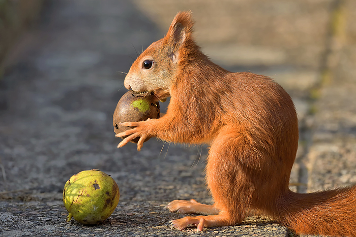 Red Squirrel with  walnuts Red Squirrel with  walnuts, by Zoonar JUERGEN_LANDS