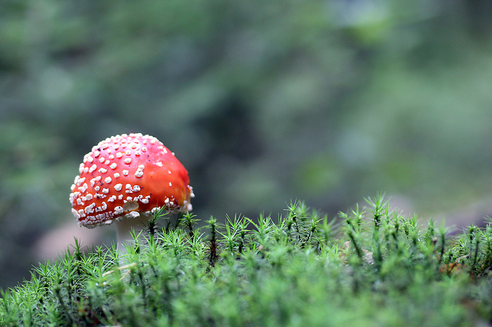 mushroom mushroom, by Zoonar Walter  J.Pil
