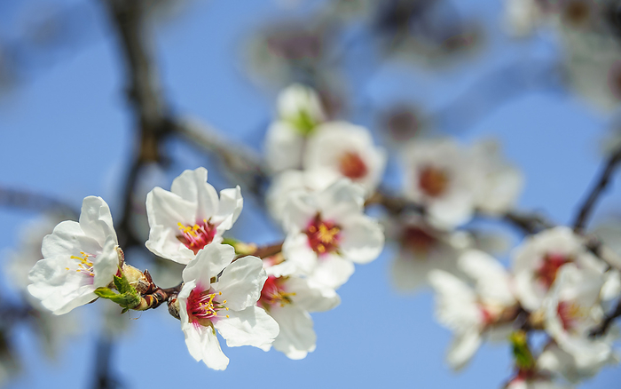 Almond blossom in Burgenland Almond blossom in Burgenland, by Zoonar Ewald Fr