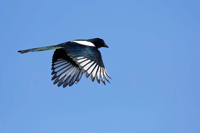 Eurasian magpie Eurasian magpie, by Zoonar JUERGENLANDSH