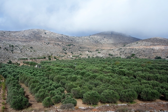 Valley with olive trees on Crete Valley with olive trees on Crete, by Zoonar Gabriele Sitn