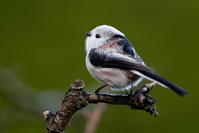 long tailed tit long tailed tit, by Zoonar JUERGEN_LANDS