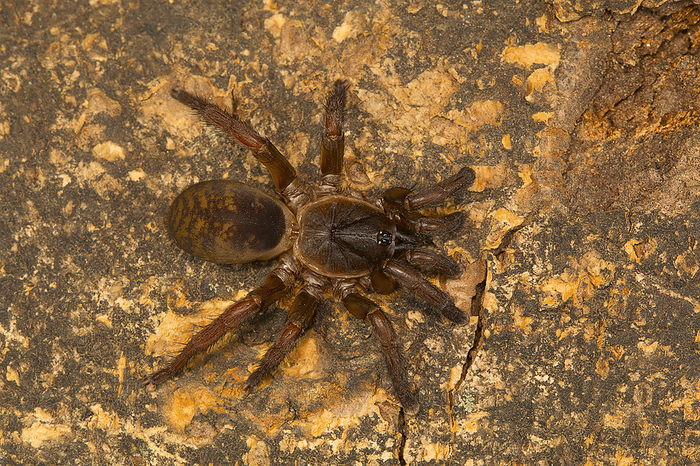 Trapdoor spider, genus Tigidia of the brush footed spider family Barychelidae from Pondicherry, Tami Trapdoor spider, genus Tigidia of the brush footed spider family Barychelidae from Pondicherry, Tami, by Zoonar RealityImages