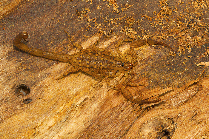 Bark scorpion, Isometrus vittatus which bears a long metasoma and short sting. Common on tree trunks Bark scorpion, Isometrus vittatus which bears a long metasoma and short sting. Common on tree trunks, by Zoonar RealityImages