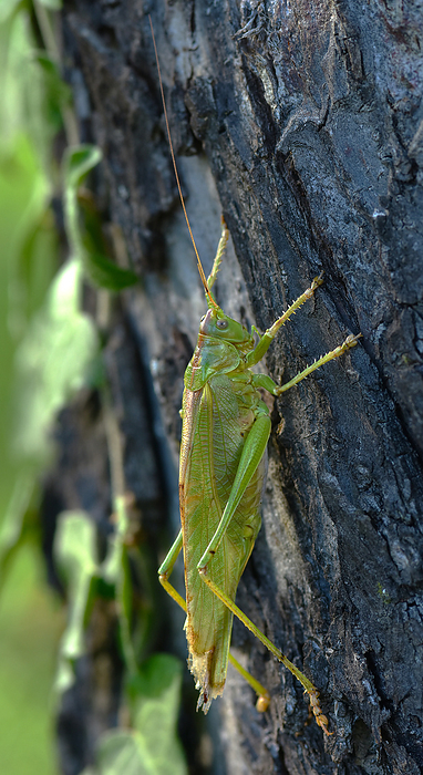 great green bush cricket  bushcricket  great green bush cricket  bushcricket , by Zoonar J rgen Vogt