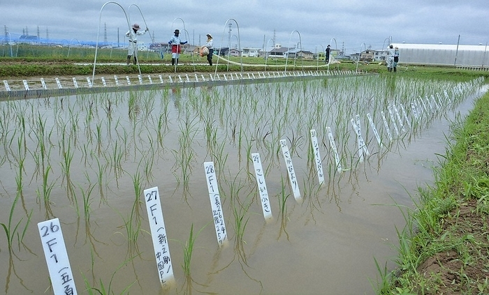 Many candidate varieties of hybrids for the development of new rice varieties are being grown in the rice paddies of the Prefectural Crop Research Center. A number of candidate varieties  white tags  for crossbreeding to develop new rice varieties are being grown in the rice paddies at the Prefectural Crop Research Center, Nagakura cho, Nagaoka City.