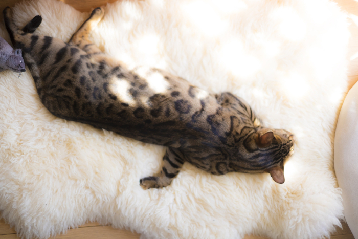 Bengal cat sleeping in a mouton rug