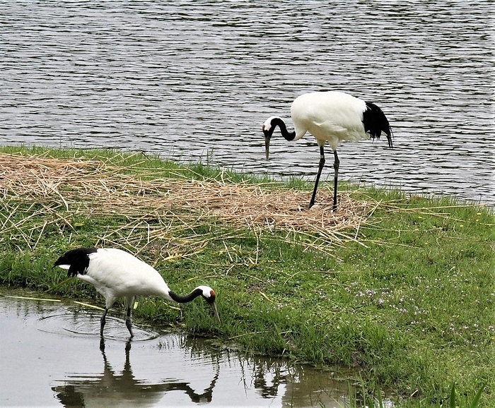 red crowned crane I ll take over.  The male guards the eggs  at his feet  while the female  foreground  eats. The male protects the eggs  at his feet  while the female  foreground  eats.