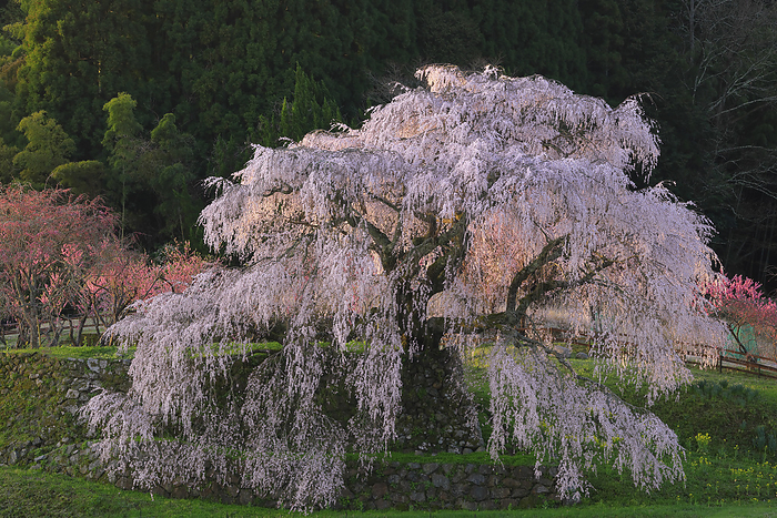 Matabee Cherry Blossom in the Morning Sun  Hongo no Takizakura  Nara Pref. Protected tree in Nara Prefecture said to be 300 years old