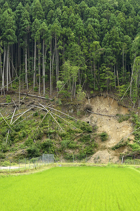 Typhoon damage, landslides in mountains and fallen Kitayama cedar trees Kyoto City, Kyoto Prefecture Taken in Keihoku cho, Ukyo ku, Kyoto City.